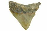 Serrated, Posterior Megalodon Tooth - North Carolina #368056-1